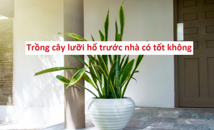 Tuổi nào trồng lưỡi hổ giàu có