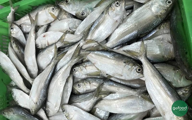 Cá mòi