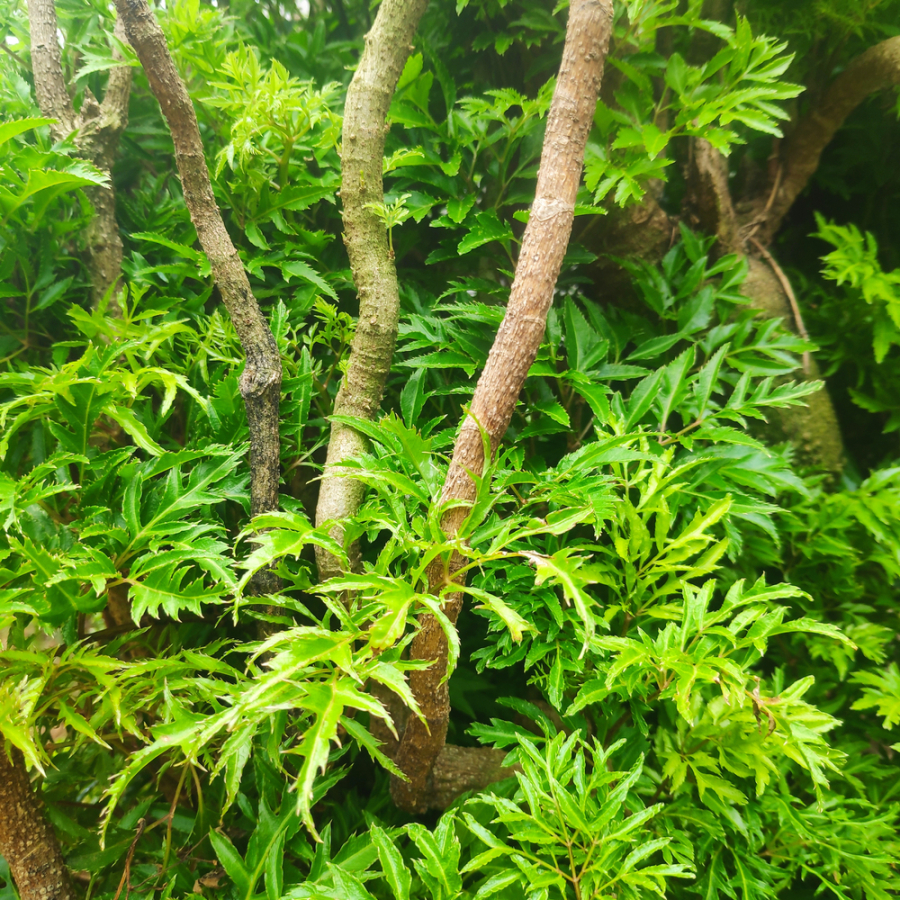 Đinh lăng là cây trồng phổ biến tại Việt Nam