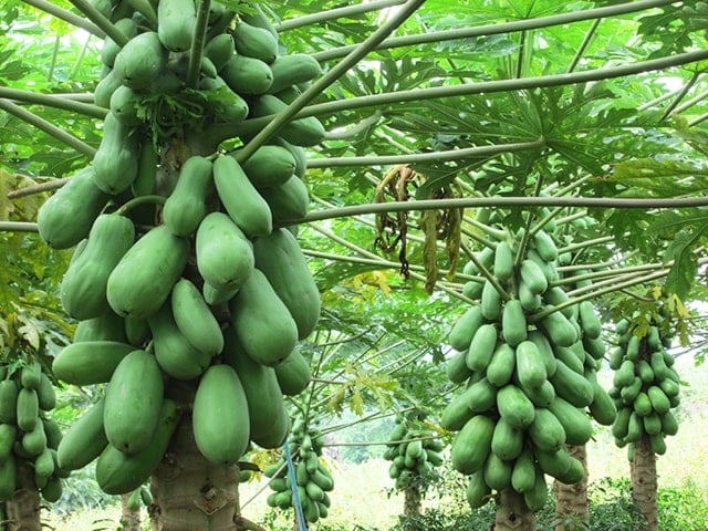 Có nên trồng đu đủ trước cửa nhà?