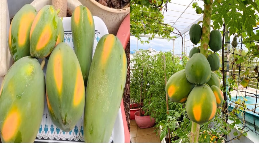 Cây đu đủ mang giá trị lớn