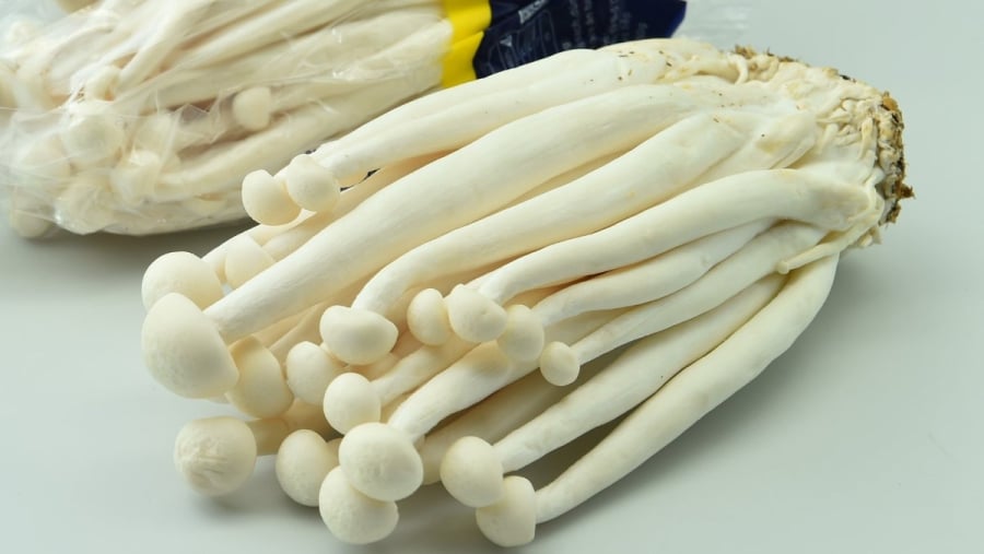 Nấm hải sản là một trong những thực phẩm vừa ngon vừa chứa hàm lượng chất dinh dưỡng cao. 