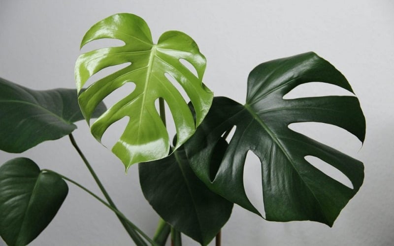 Trầu bà lá xẻ    