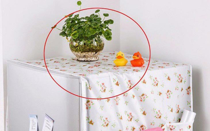Không để lọ hoa trên nóc tủ lạnh