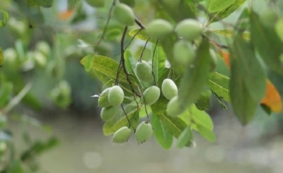 Hình ảnh quả cà na.