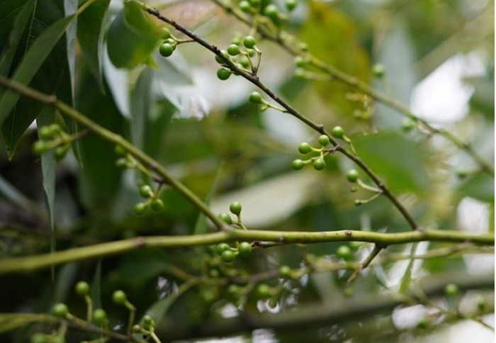 Nhận thấy loại quả này ngày nay được nhiều người ưa thích, một số người dân vào rừng hái loại quả rừng  mang về bán 