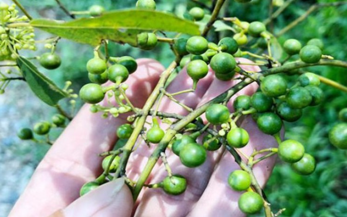 Loại quả rừng bé tẹo nhưng thơm nức mũi, nhiều nhà lùng về làm Shbet0099 cá cược trực tuyến đặc sản.