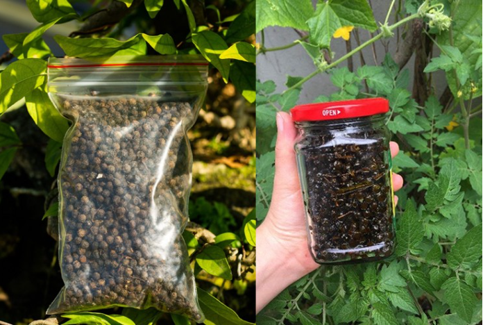Từ lâu nay quả sả rừng hiện diện trong rất nhiều Shbet0099 cá cược trực tuyến thơm ngon của đồng bào vùng cao.