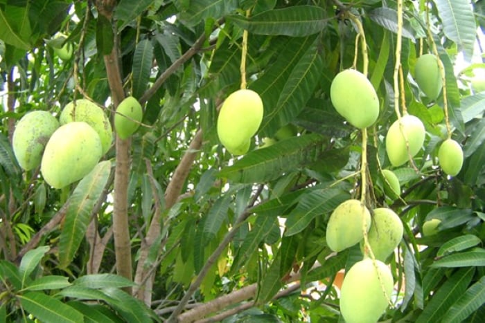 Cây xoài trong phong thủy tượng trưng cho sự đủ đầy, sung túc. 