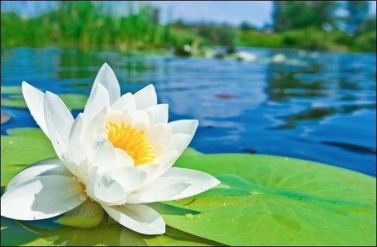 Niềm vui của mỗi người là có hạn, thế nên những người có thể đem thêm niềm vui đến cho chúng ta, (ảnh minh họa)