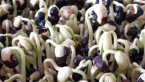 Mầm đậu đen