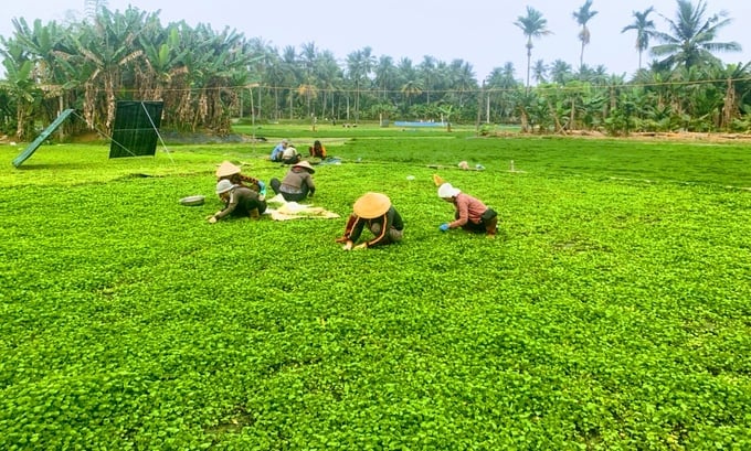 Rau má, với những lợi ích sức khỏe đáng kể, thường được sử dụng trong việc nấu ăn và pha chế đồ uống hàng ngày