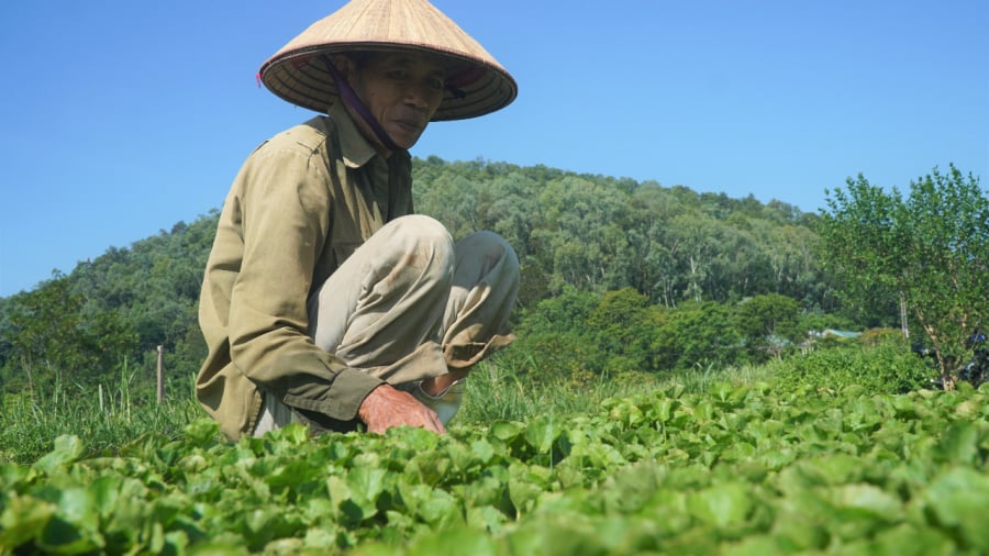 Rau má tía cổ có hương thơm đặc trưng, vị đậm đà và giá trị dược liệu cao trong y học cổ truyền