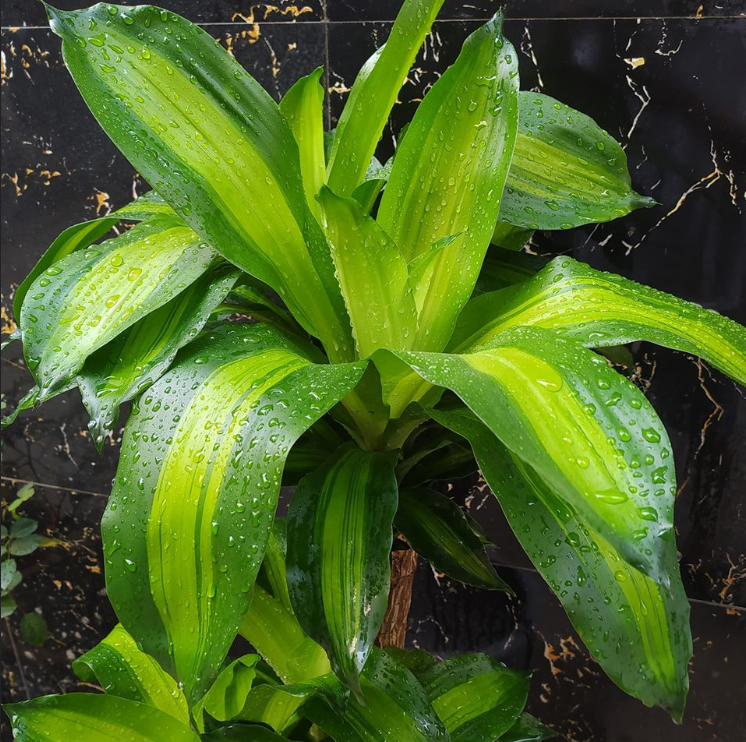 Cây thiết mộc lan