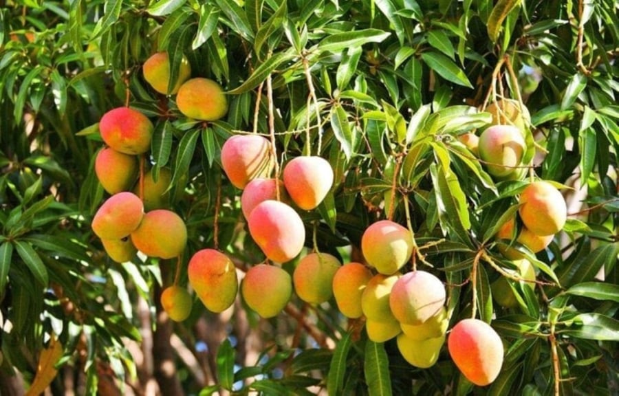 Khi xoài chín sẽ chuyển từ màu xanh sang màu vàng. 