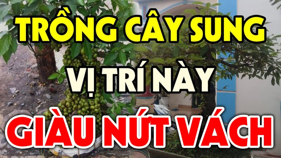 Những loại cây nên trồng sau nhà mang lại nhiều may mắn