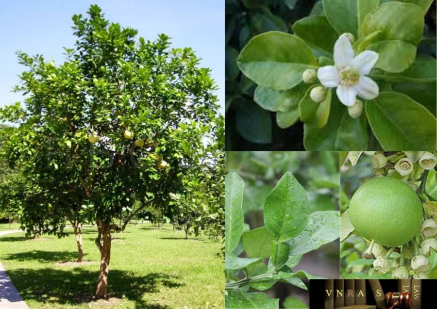 Cây bưởi không chỉ có hoa đẹp với mùi thơm dịu nhẹ mà cây còn có thể tạo dáng nghệ thuật độc đáo. 