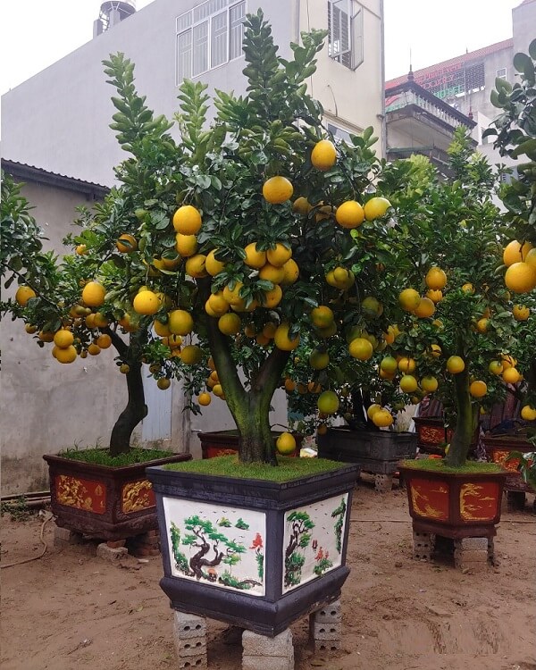 Theo quan niệm phong thủy cây bưởi mang ý nghĩa của sự đoàn viên, sum họp, mong mọi việc đều có đôi có cặp, đồng thời tượng trưng cho sự no đủ, sung túc. 