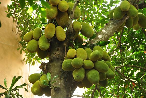 Cây mít phổ biến tại Việt Nam