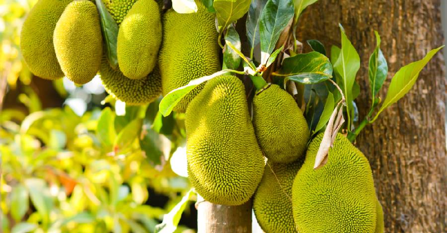 Tuy nhiên không nên trồng cây mít trước nhà