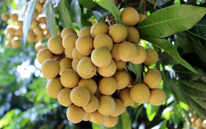 Nhãn là loại cây trồng phổ biến