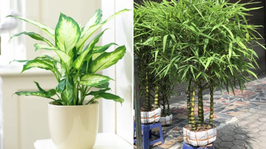 Cây vạn niên thanh, cây trúc, cây tre đều có thể trồng làm cảnh trong nhà, vừa trang trí, vừa thanh lọc không khí, mang ý nghĩa tốt đẹp trong phong thủy.