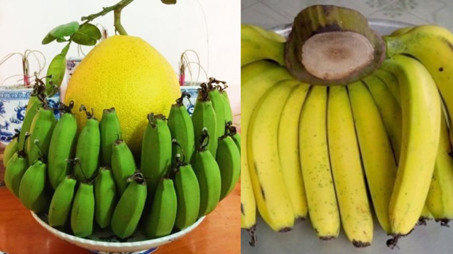 Chuối khi còn xanh nải vững chắc, chuối khi chin quả dễ bị gãy rụng khỏi cuống
