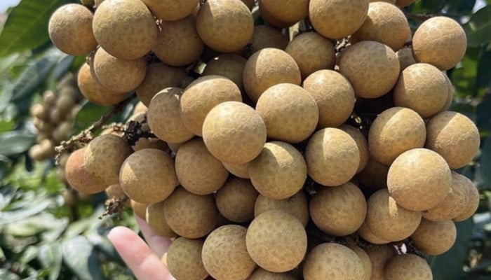 Bạn hoàn toàn có thể trồng nhãn trước nhà
