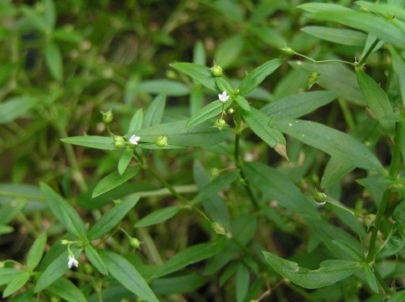  Bạch hoa xà thiệt thảo thường mọc ở vệ đường hoặc nơi đất ẩm ướt, tạo môi trường lý tưởng cho rắn ẩn náu.
