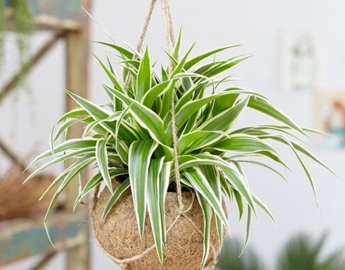 Cây dây nhện có ý nghĩa mang lại nhiều may mắn, an lành cho gia chủ. 