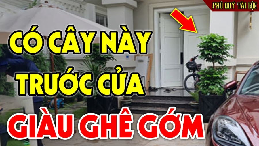 Loại cây trồng trước cửa trấn trạch- chiêu tài