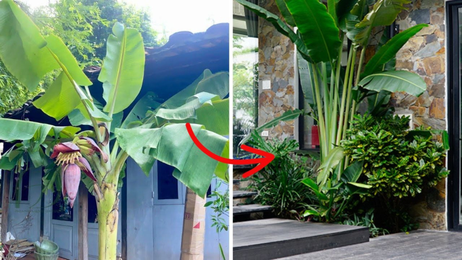 Trồng cây chuối sau nhà