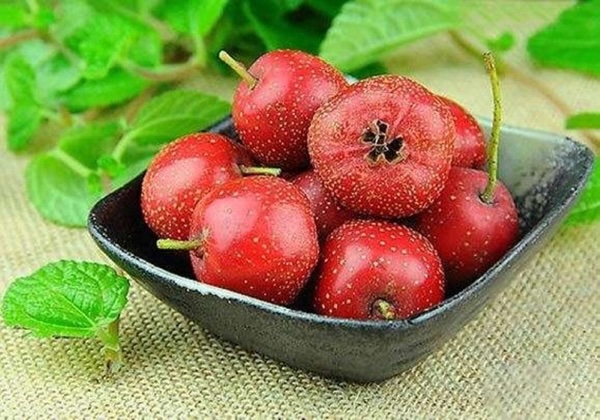 Quả sơn trà giàu axit phenolic và flavonoid