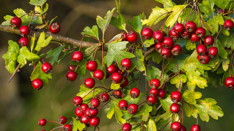 Trong táo gai, polyphenol là chất chống oxy hóa mạnh có khả năng đóng vai trò quan trọng trong việc phòng ngừa sự hình thành của các tế bào ung thư