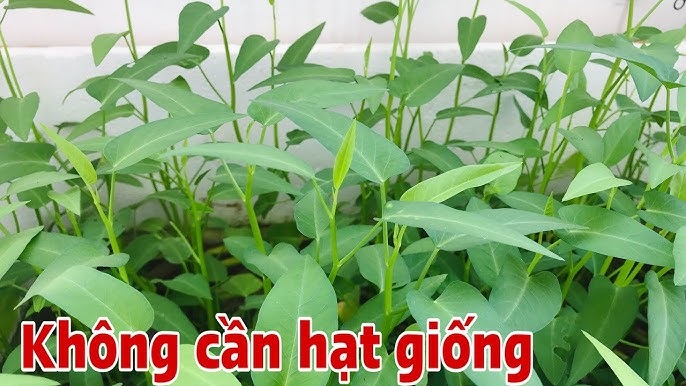 Trồng rau muống không cần hạt giống