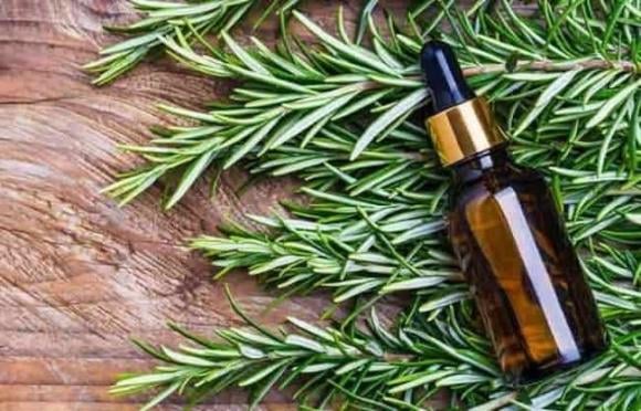 Ngoài ra, xô thơm còn giúp hạn chế hoạt động của tuyến mồ hôi và kích thích quá trình loại bỏ chất độc ra khỏi Sh88bet đăng ký miễn phí. Nó cũng có tác dụng làm sạch răng miệng.    