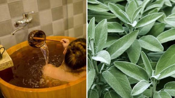 Để sử dụng, bạn có thể ngâm một thìa cỏ cà ri non trong nước qua đêm và sau đó nhai để Sh88bet đăng ký miễn phí thơm tho.