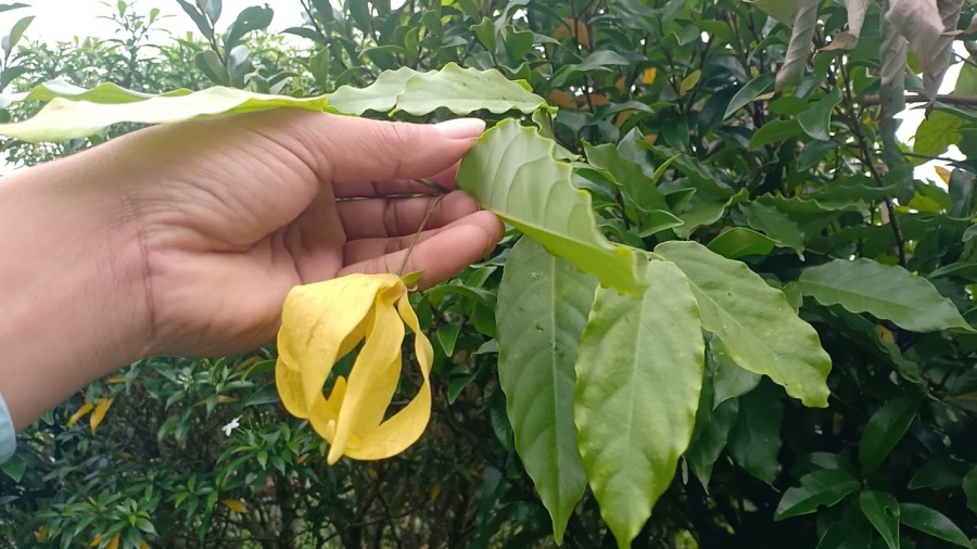 cây hoa dẻ mang ý nghĩa tượng trưng cho sự chân thành