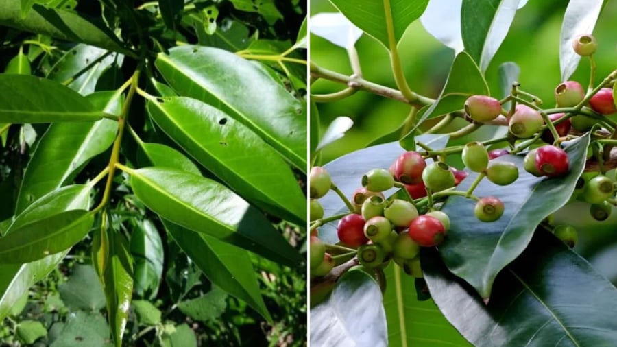 Cây vối ngoài tác dụng làm cảnh, lấy bóng mát còn mang lại nhiều lợi ích khác.