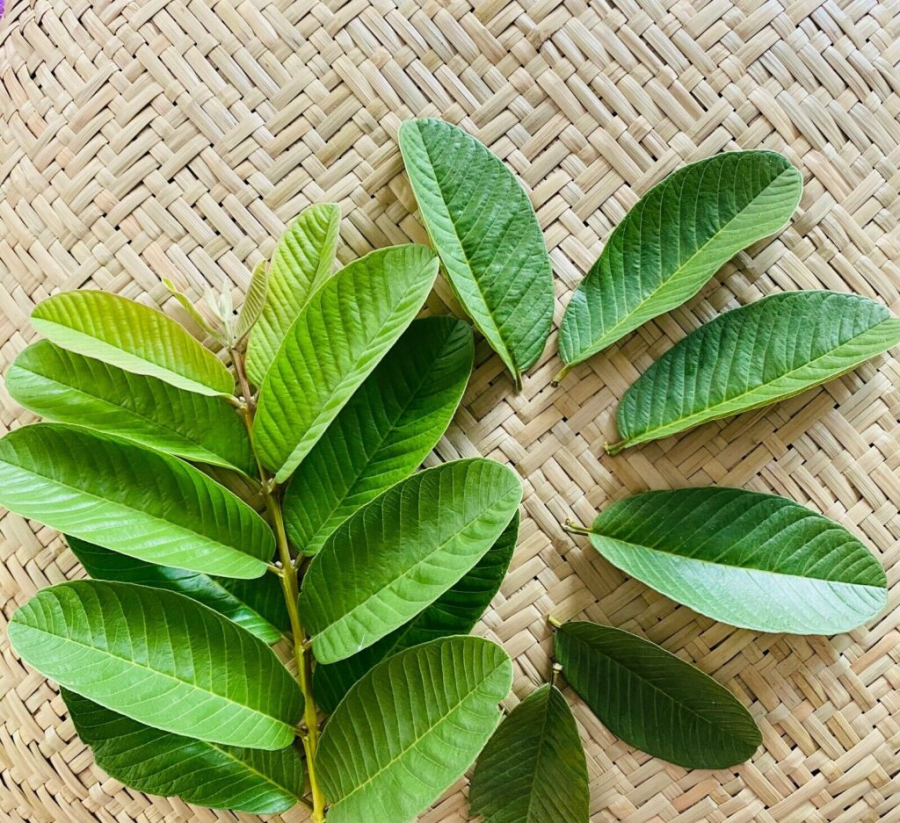 Một trong những ứng dụng phổ biến của lá ổi là trong việc điều trị tiêu chảy
