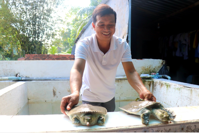 Nhờ có khối lượng lớn và giá bán cao nên khi nuôi thành công, cua đinh có thể cho lợi nhuận cao. Ảnh: Thu Hiền/TTXVN