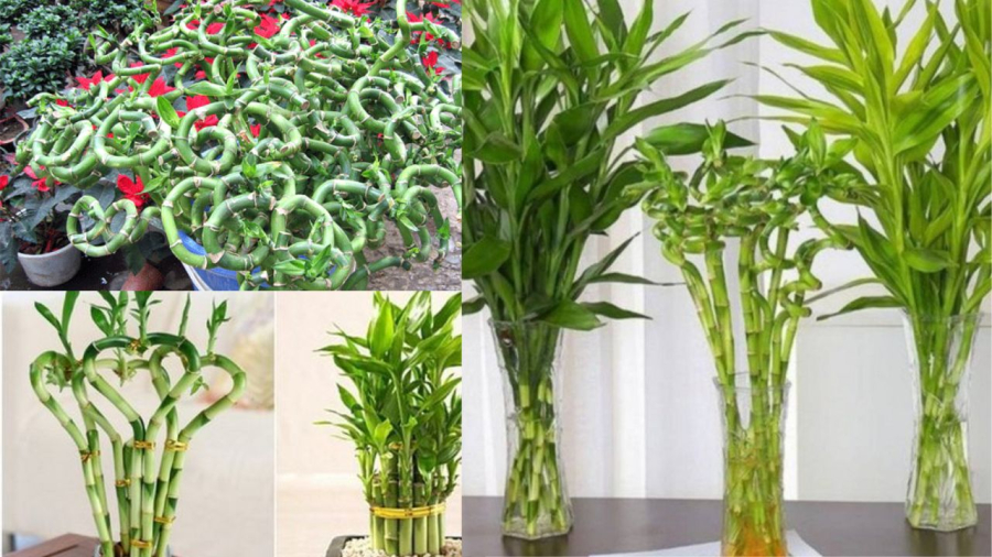 Cành phát tài phát lộc thờ trên ban thần tài mang lại may mắn