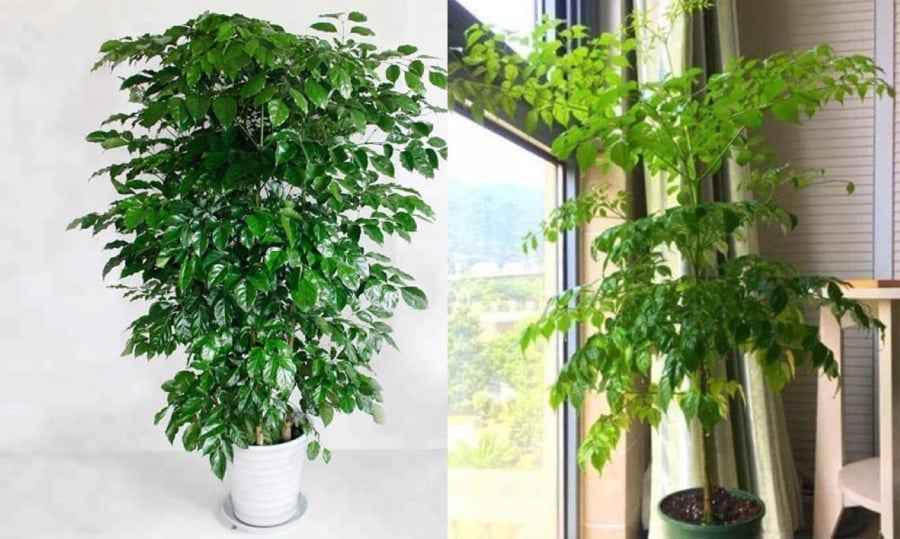 Trong phong thủy cây hạnh phúc mang theo ý nghĩa về sự hạnh phúc, may mắn, sự gắn kết, tình yêu thương. 