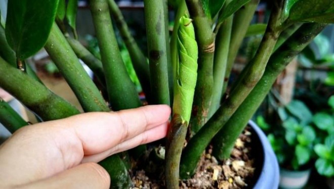Cây kim tiền thuộc thuộc tính Mộc trong ngũ hành