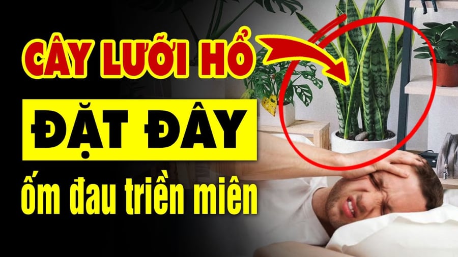 Đặt lưỡi hổ ở đâu đẻ may mắn