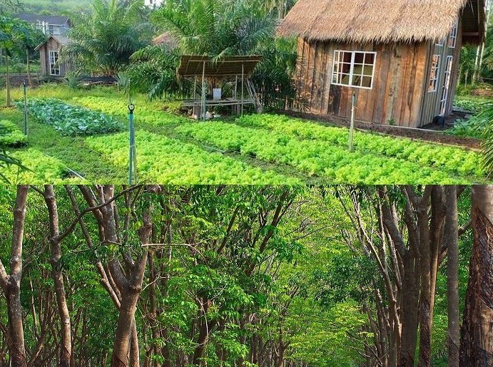 Đất trồng cây lâu năm là một trong những loại đất thuộc nhóm đất nông nghiệp.