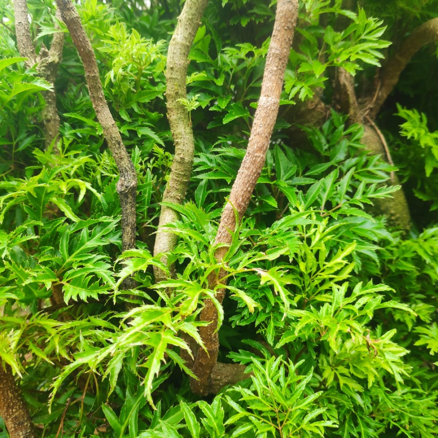 Đinh lăng là loại cây phong thủy tốt lành