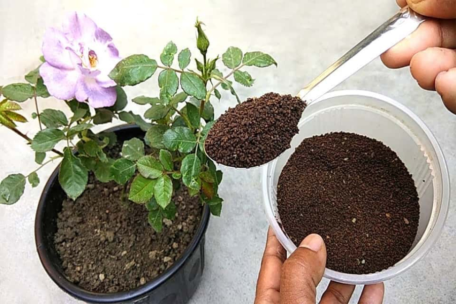 Trước khi bước vào giai đoạn nở hoa, hoa hồng đòi hỏi một lượng lớn phốt pho, kali và các khoáng chất khác để hỗ trợ quá trình nụ hoa phát triển