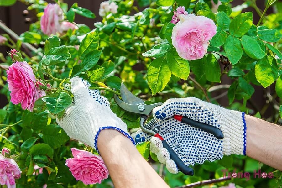 Việc tỉa cành nên được thực hiện nhẹ nhàng và tỉ mỉ