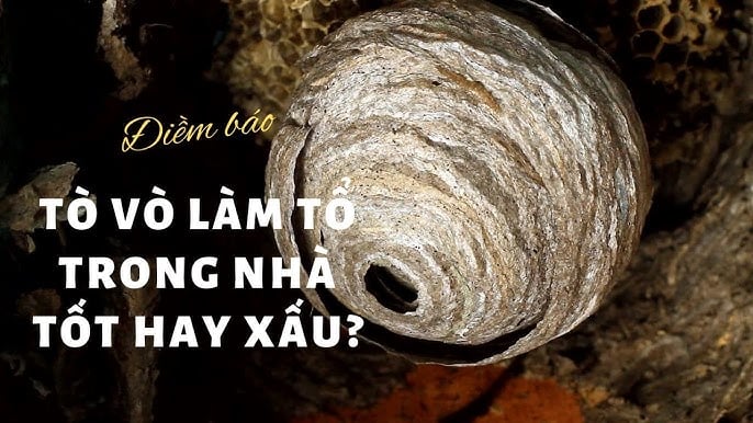 Tò vò làm tổ tốt cho phong thủy